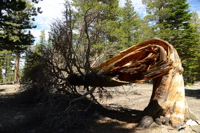 DSC_0010 (Large).JPG